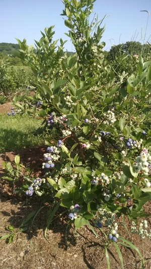 Blueberry Hills Farm