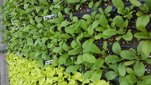 Dave's Greens