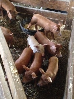 North Forty Farm, The Quaranta Family