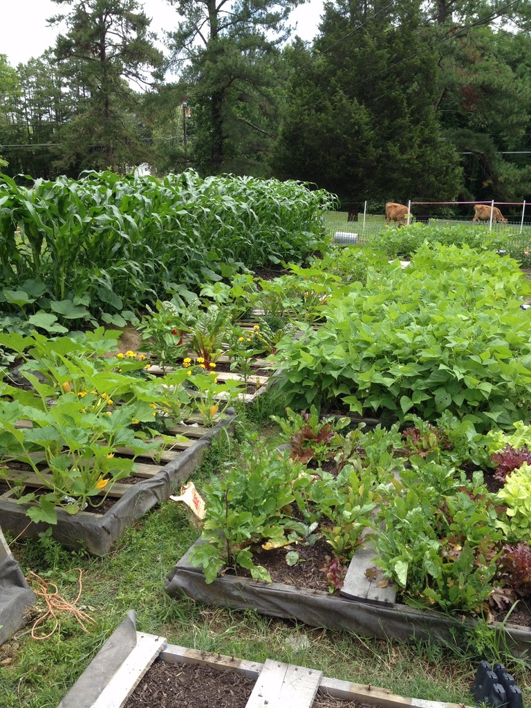 Wild Persimmon Farm - Localharvest