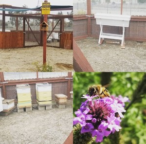 Bee Rooted Honeybees & Botanicals