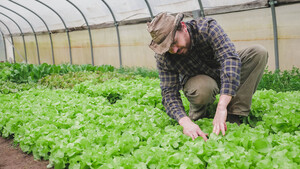 Rose Creek Farms