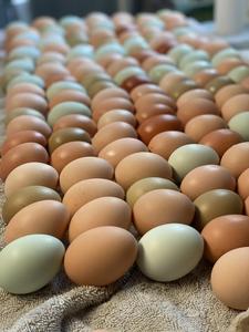Chestnut Ridge road farm