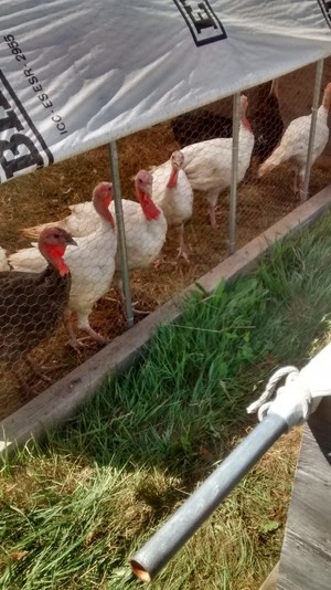 Midget White Turkey