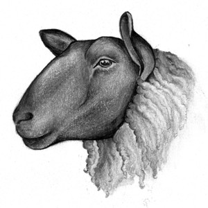 Mitten State Sheep & Wool