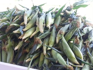 Kutchey Family Farm