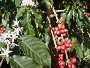 Pure Kona Coffee