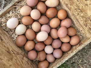 J's Poultry