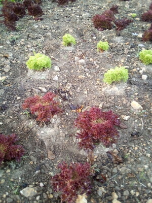 Topaz Homestead(Farmers 8)