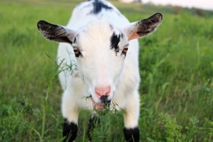 The Lucky Star Farm