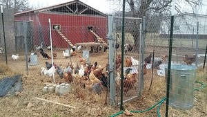 Hickman's Farm