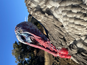 Slate Turkey