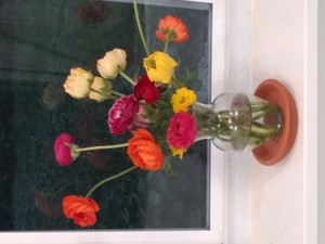 TXStems