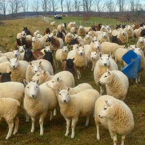 Aerie Farm East