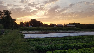 Foxfire Farm