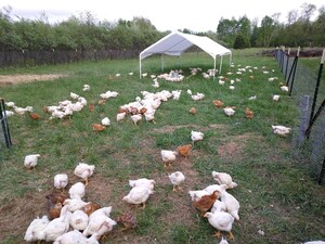 Blackwood Farm