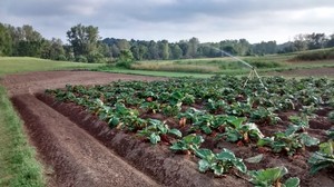 Ryan's Rhubarb, LLC