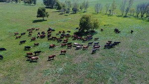 Stewart Grass-Fed Beef