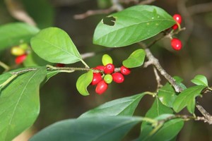 American Spice Bush