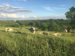 Rising Phoenix Farm