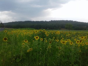 JBFarms