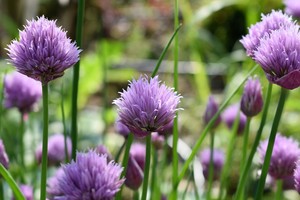 Anahata Herbals