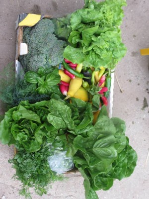 Middleton Farm CSA,LLC