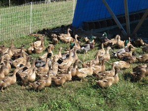 Woodsong Farm
