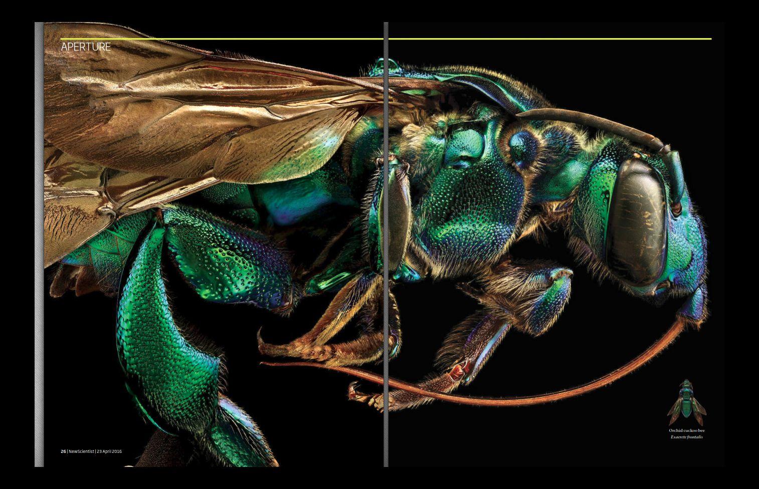 orchid cuckoo bee.jpg