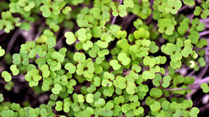 Mighty Seedlings LLC