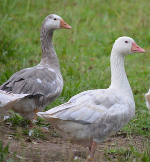 Cotton Patch Goose
