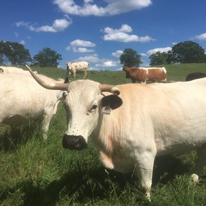 Baseline Farm