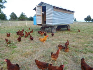 Narrow Way Farms