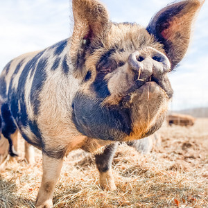 Porky Pastures