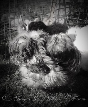 Shogun Silkies
