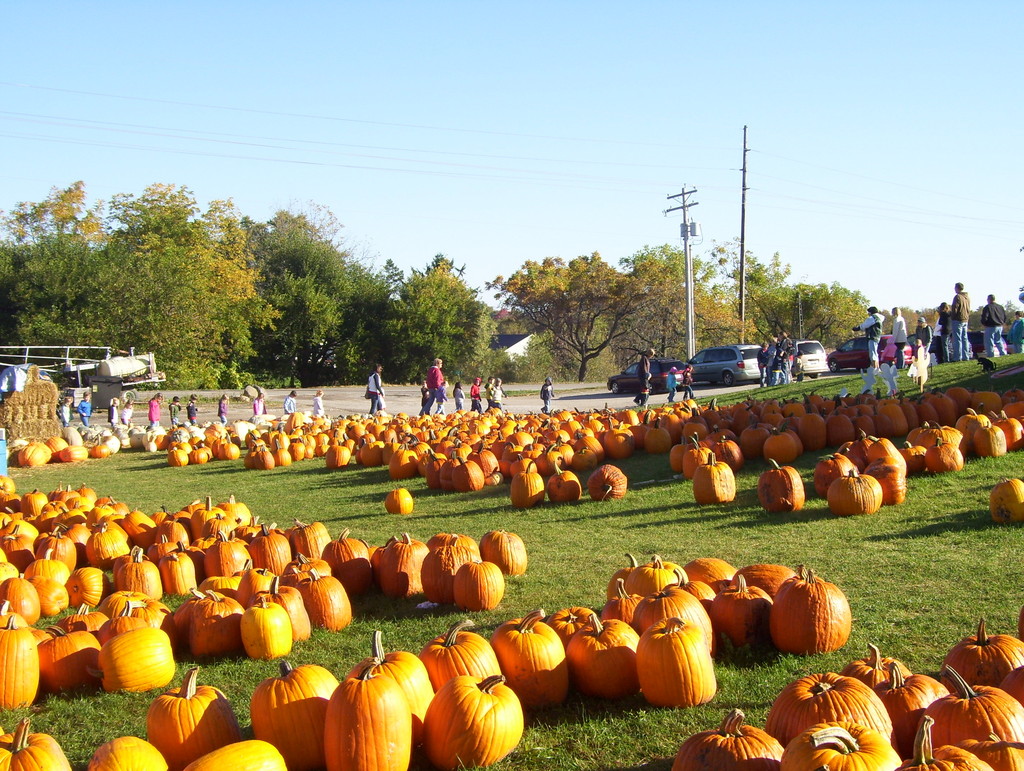 Boggios Orchard and Produce - LocalHarvest