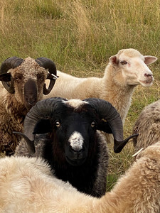 Navajo-Churro Sheep