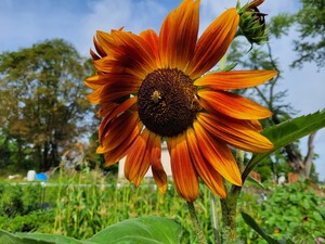 Grace Fields Farm
