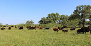 Augustus Ranch
