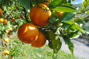Grateful Davis Organic Farm