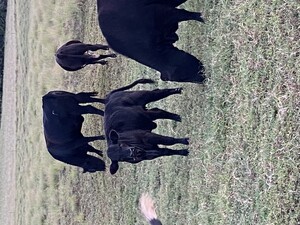 Red Hill Farm, LLC
