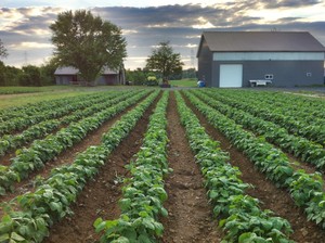 Gorman Farms