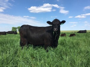 Pleasant Pastures Beef