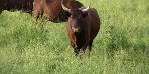 American Milking Devon Cattle