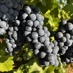 Schulenburg Vineyard