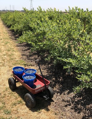 VanderHelm Farms