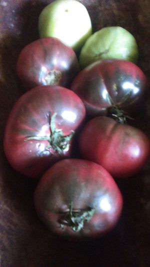 Cherokee Purple Tomato