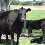 Schroeder Farms Beef - LocalHarvest