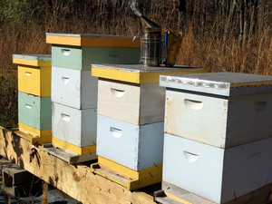 Athens Honey - Tallassee Highlands Apiary