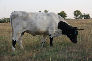 Pineywoods Cattle